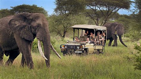 Safari tanzania PenalbaWeb.com