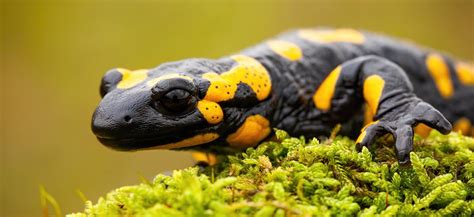 Salamandra PenalbaWeb.com