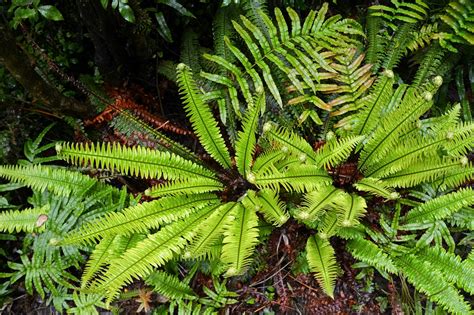 Samambaia PenalbaWeb.com