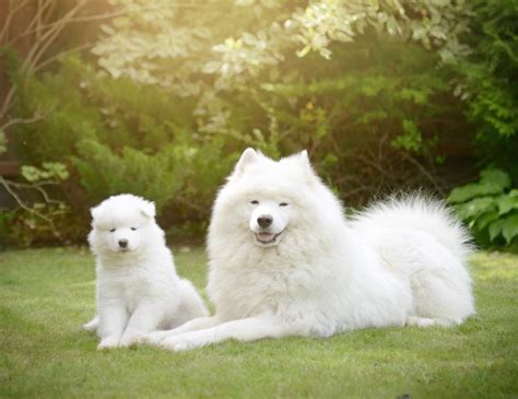 Samoyedo cachorro PenalbaWeb.com