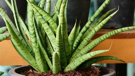 Sansevieria PenalbaWeb.com