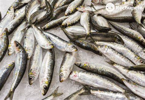 Sardinas PenalbaWeb.com