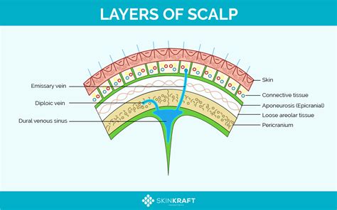 Scalp PenalbaWeb.com