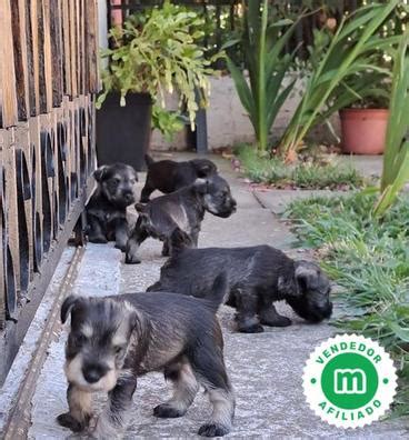 Schnauzer barcelona PenalbaWeb.com