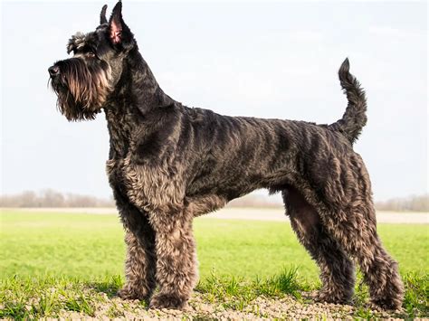Schnauzer gigante PenalbaWeb.com