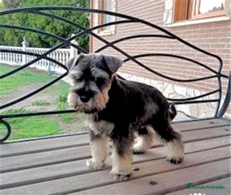 Schnauzer madrid PenalbaWeb.com