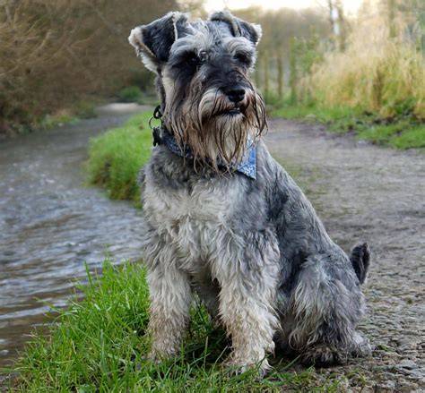 Schnauzer mediano PenalbaWeb.com