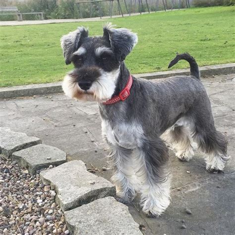 Schnauzer mini PenalbaWeb.com