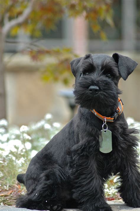 Schnauzer negro PenalbaWeb.com