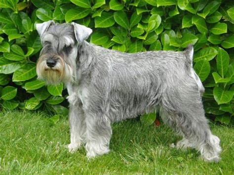 Schnauzer plata PenalbaWeb.com