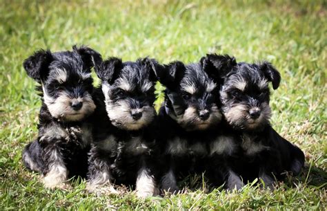 Schnauzer pups PenalbaWeb.com