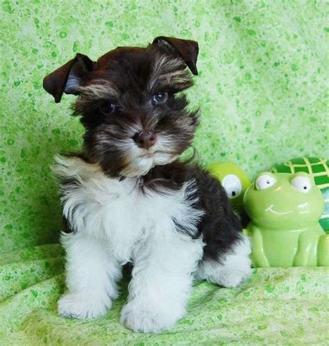 Schnauzer toy PenalbaWeb.com