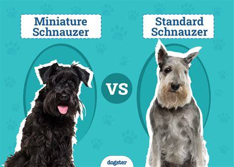 Schnauzer PenalbaWeb.com