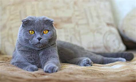 Scottish fold azul PenalbaWeb.com