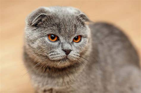 Scottish fold PenalbaWeb.com