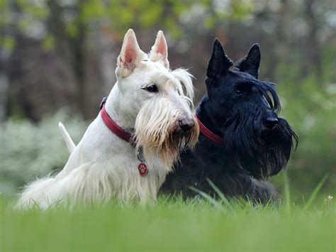 Scottish terrier PenalbaWeb.com