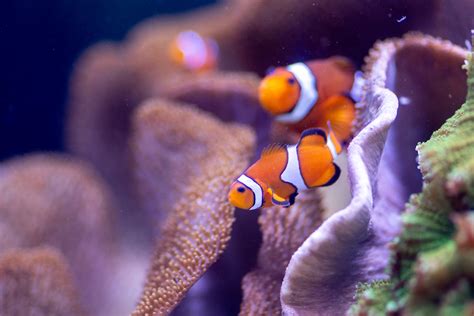 Sealife PenalbaWeb.com