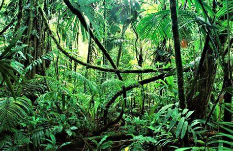 Selva PenalbaWeb.com