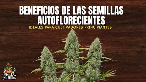 Semillas autoflorecientes PenalbaWeb.com