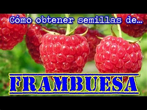 Semillas de frambuesa PenalbaWeb.com