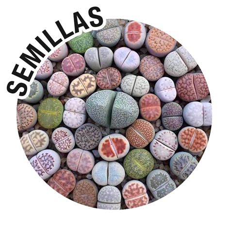 Semillas de lithops PenalbaWeb.com