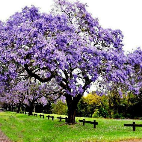 Semillas paulownia PenalbaWeb.com