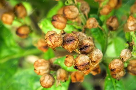 Semillas de tabaco PenalbaWeb.com