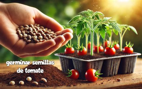 Semillas de tomate PenalbaWeb.com