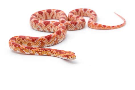 Serpiente maiz PenalbaWeb.com