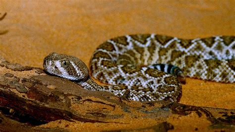 Serpiente PenalbaWeb.com