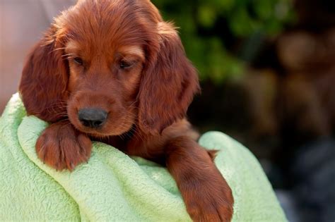 Setter irlandes cachorro PenalbaWeb.com