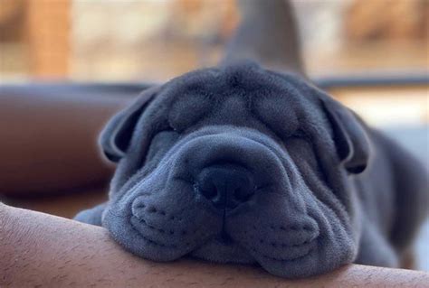 Shar pei azul PenalbaWeb.com