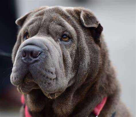 Shar pei PenalbaWeb.com