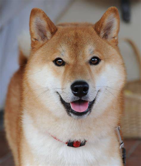 Shiba inu PenalbaWeb.com