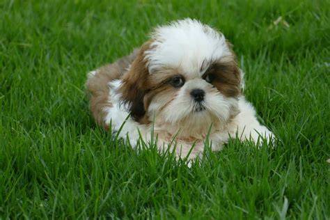 Shih tzu cachorros PenalbaWeb.com