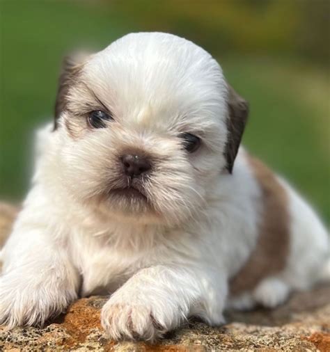 Shih tzu toy PenalbaWeb.com