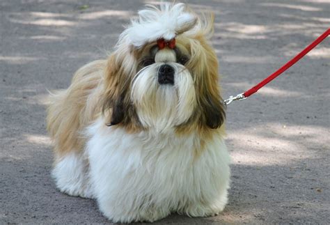Shih tzu PenalbaWeb.com