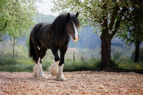 Shire PenalbaWeb.com