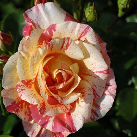 Sisley rose PenalbaWeb.com