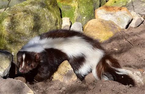 Skunk PenalbaWeb.com