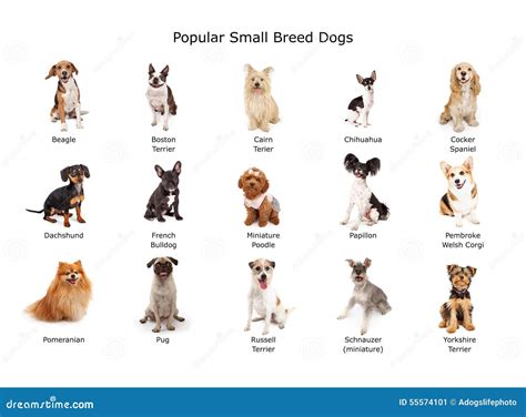 Small breed dogs PenalbaWeb.com