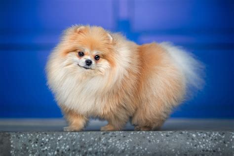 Small dog PenalbaWeb.com