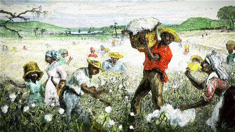 Southern cotton PenalbaWeb.com
