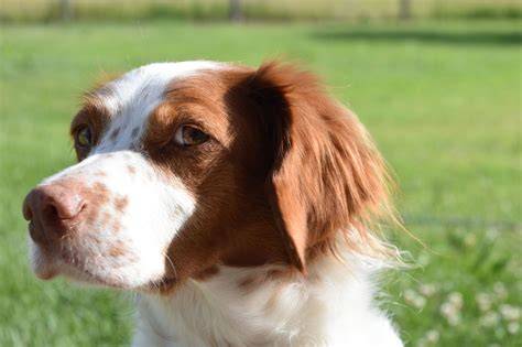 Spaniel breton PenalbaWeb.com