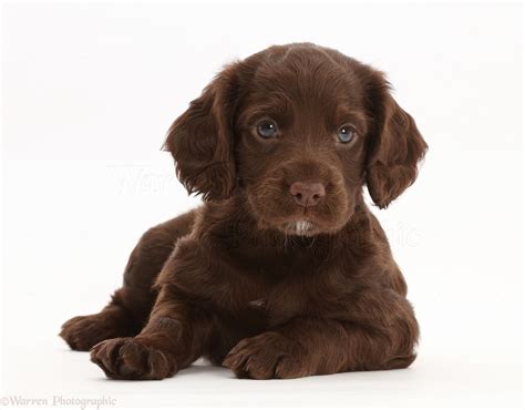 Spaniel puppy PenalbaWeb.com