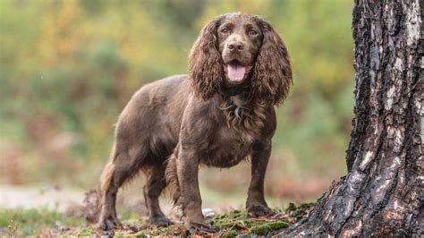 Spaniel PenalbaWeb.com