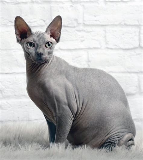 Sphynx cats PenalbaWeb.com