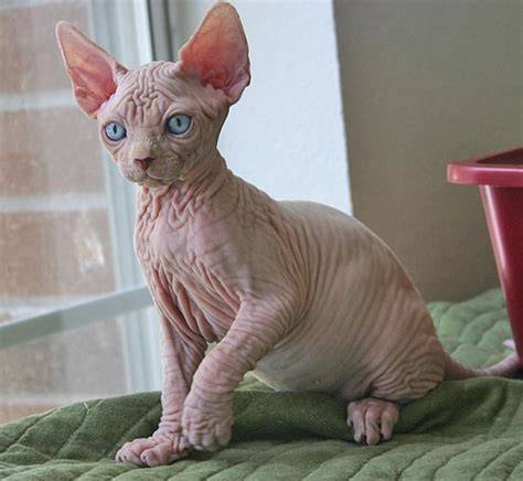 Sphynx PenalbaWeb.com