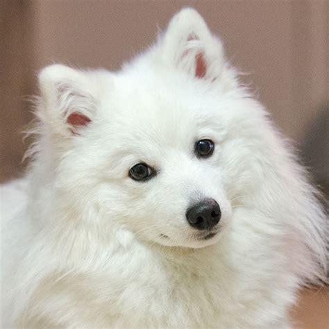 Spitz japones PenalbaWeb.com