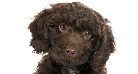Springer poodle PenalbaWeb.com